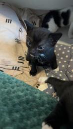 Kittens, Dieren en Toebehoren, 0 tot 2 jaar