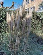 Gedroogde pluimen - cortaderia selloana - pampasgras, Huis en Inrichting, Ophalen