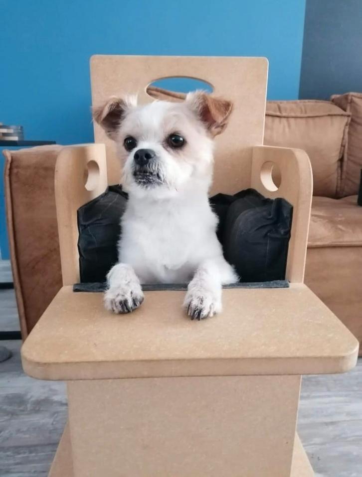 Bailey chair, stoel Slokdarmverlamming, Megaoesophagus, Dieren en Toebehoren, Honden-accessoires, Zo goed als nieuw, Ophalen