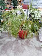 Grote plant in pot, Huis en Inrichting, Kamerplanten, Ophalen