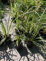 Nog 25 Carex Morrowii ‘ice dance’ wintergroen, Tuin en Terras, Planten | Tuinplanten, Halfschaduw, Siergrassen, Ophalen
