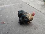 1 kriel cochin haan te koop, Dieren en Toebehoren, Pluimvee, Mannelijk, Kip