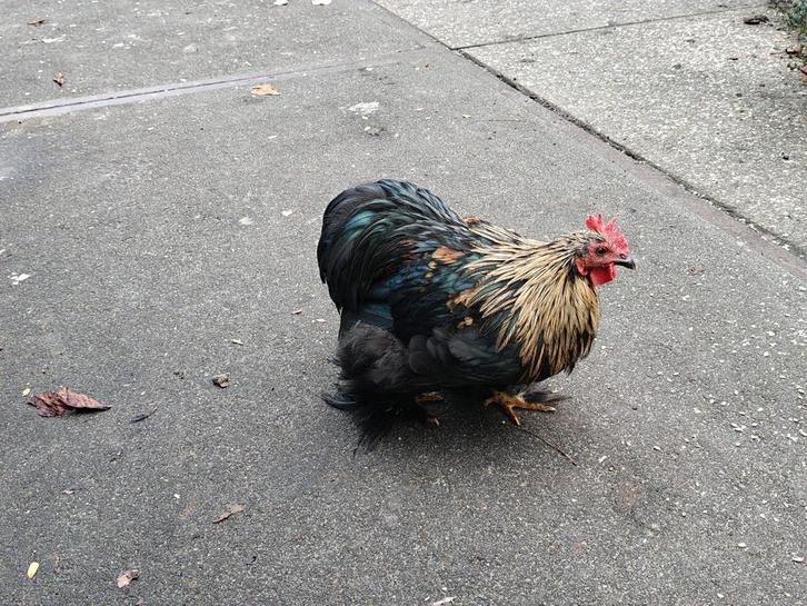 1 kriel cochin haan te koop, Dieren en Toebehoren, Pluimvee, Kip, Mannelijk