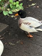 Koppeltje kwakers, Dieren en Toebehoren, Pluimvee, Meerdere dieren, Eend