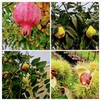 Notenbomen Walnoten pekannoten moerbei pawpaw vrucht bomen, Lente, In pot, Ophalen of Verzenden, Walnotenboom