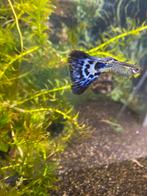 3 Blauw Mozaïek Guppy’s, Dieren en Toebehoren, Vissen | Aquariumvissen, Vis