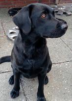 Labrador/Friese Stabij, Dieren en Toebehoren, Rabiës (hondsdolheid), 1 tot 2 jaar, Teef, Labrador retriever
