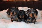 Prachtige dwerg teckel pups kortharig, Dieren en Toebehoren, Honden | Teckels en Dashonden, Parvo, Nederland, 8 tot 15 weken, Korthaar