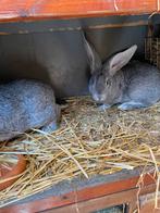 Mooie Vlaamse reus rammen, Dieren en Toebehoren, Konijnen, Mannelijk, Groot