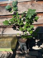 Eikenbladhortensia ca 55 cm in pot, Vaste plant, Halfschaduw, Zomer, Ophalen
