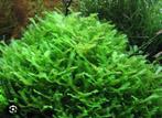 Waterplanten Levermos te koop 3,50 per portie van 1 liter, Ophalen of Verzenden, Zo goed als nieuw, Plant(en), Steen of Hout