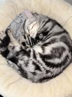 LAATSTE Britse korthaar silver tabby kitten beschikbaar, Dieren en Toebehoren, Meerdere dieren, Ontwormd, 0 tot 2 jaar