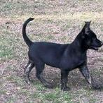 Te koop hollandse x mechelse herser pups, Dieren en Toebehoren, Honden | Herdershonden en Veedrijvers, Meerdere, Meerdere dieren