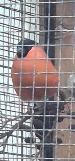 Man goudvink van 2025 ruilen voor pop, Mannelijk, Wildzangvogel, Geringd