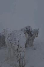 Gezocht Stalling/wei in eigen beheer voor 3-6 paarden, Weidegang, 2 of 3 paarden of pony's