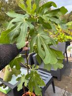 Vijg Brown Turkey - Tuinplant, Ophalen, Volle zon, Vaste plant, Bloeit niet