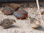 1-1 Chinese dwerg kwartels, Dieren en Toebehoren, Vogels | Overige Vogels, Meerdere dieren, Tropenvogel