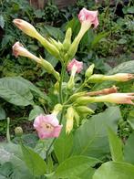 Nicotiana tabacum var. pallescens / Tabaksplant zaden, Tuin en Terras, Ophalen of Verzenden, Voorjaar, Zaad, Volle zon