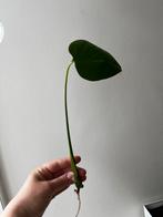 Rooted Monstera Cutting/Wortelende Monstera Stek, Ophalen, Overige soorten, Minder dan 100 cm