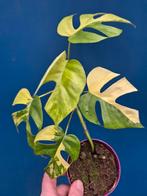 Rhaphidophora Tetrasperma Aurea Variegata p10