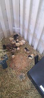 kuikens geboren, Dieren en Toebehoren, Pluimvee, Geslacht onbekend, Kip
