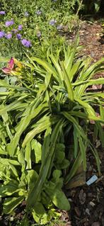 Daglelie  (hemerocallis), Tuin en Terras, Bloembollen en Zaden, Ophalen, Voorjaar, Volle zon, Zaad