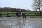 Super leuke tinker pony merrie (4 jaar) (1.42cm), Merrie, Recreatiepony