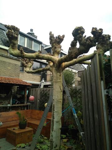 snoei- en tuinwerk beschikbaar voor biedingen