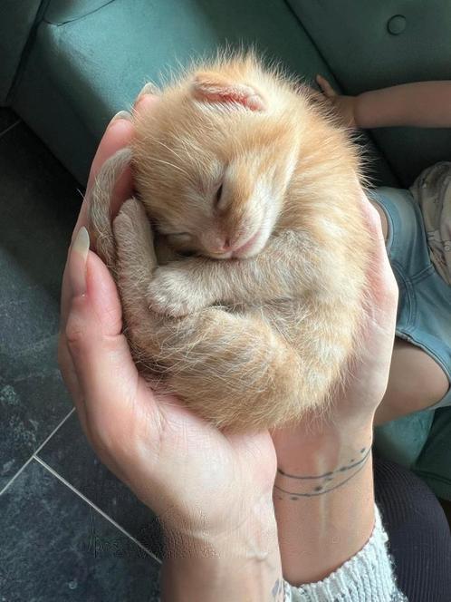 Kittens vrouwtjes, Dieren en Toebehoren, Katten en Kittens | Overige Katten