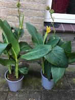 Canna   Bloemriet geel, Overige soorten, Volle zon, Eenjarig, Ophalen of Verzenden