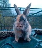Prachtig lief dwergkonijn ventje japanner 12 weekjes jong!, Mannelijk, Dwerg, 0 tot 2 jaar