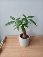 Bonsai pachira in stenen potje 20cm, Ophalen, Halfschaduw, In pot, Minder dan 100 cm