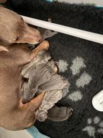 Jack russel puppy’s, Dieren en Toebehoren, Honden | Jack Russells en Terriërs, Jack Russell Terriër, 8 tot 15 weken, CDV (hondenziekte)