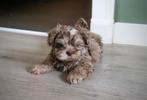 Enthousiaste shih tzu pups  / shihtzu / shi tzu, Meerdere, 8 tot 15 weken, Meerdere dieren, Nederland