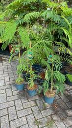 Albizia rosea nu €17,50 !!, Ophalen, Volle zon, Overige soorten