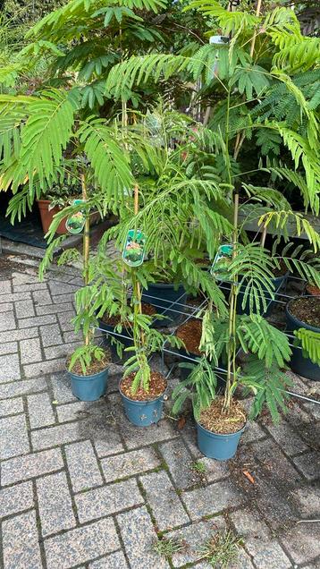 Albizia rosea nu €17,50 !! beschikbaar voor biedingen