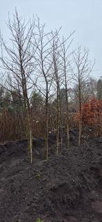 Amberboom Liquidambar styraciflua, Ophalen, Overige soorten, 250 tot 400 cm, Halfschaduw