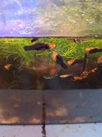 Papagaai platy's, Dieren en Toebehoren, Vis