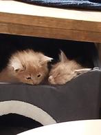 Maine coon kittens, Dieren en Toebehoren, Katten en Kittens | Raskatten | Langhaar, Kater, Ingeënt, 0 tot 2 jaar