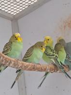 Jonge grasparkieten eten zelfstandig om tam te maken, Dieren en Toebehoren, Vogels | Parkieten en Papegaaien, Meerdere dieren
