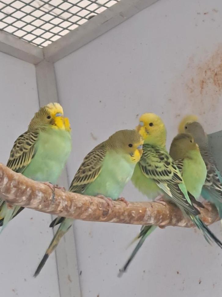 Jonge grasparkieten eten zelfstandig om tam te maken, Dieren en Toebehoren, Vogels | Parkieten en Papegaaien, Parkiet, Meerdere dieren