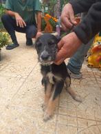 Daisy pup teefje, Dieren en Toebehoren, Honden | Niet-rashonden, Particulier, Rabiës (hondsdolheid), 8 tot 15 weken, Buitenland