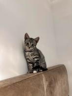 Kitten, Dieren en Toebehoren, Katten en Kittens | Raskatten | Korthaar, Geslacht onbekend, Met stamboom, 0 tot 2 jaar