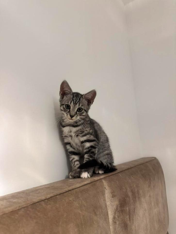 Kitten, Dieren en Toebehoren, Katten en Kittens | Raskatten | Korthaar, Geslacht onbekend, 0 tot 2 jaar, Met stamboom