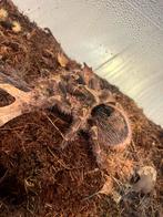 Grammostola pulchripes, Dieren en Toebehoren, Insecten en Spinnen