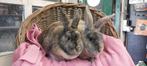 Konijnenkoppel LILY & BENNY uit de opvang zoeken een tehuis, Meerdere dieren
