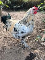 Jonge prachtige kriel haan, Dieren en Toebehoren, Pluimvee, Mannelijk, Kip