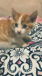Dieren, Kater