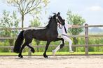 Prachtige Friese merrie, Dieren en Toebehoren, Paarden, Merrie, Gechipt, Zadelmak, 3 tot 6 jaar