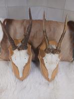 Gewei reegeweitjes set van 2 met kaakjes ., Ophalen of Verzenden, Zo goed als nieuw, Hert